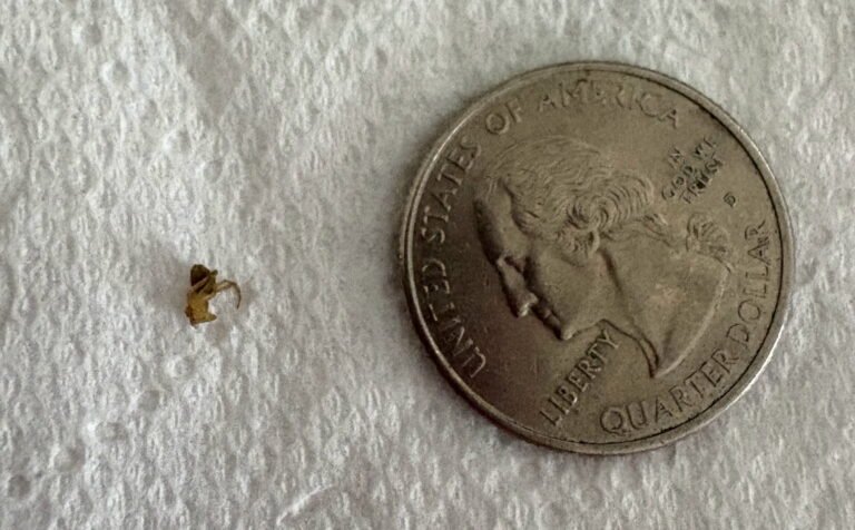 Small spider found in Panama City home next to quarter for scale